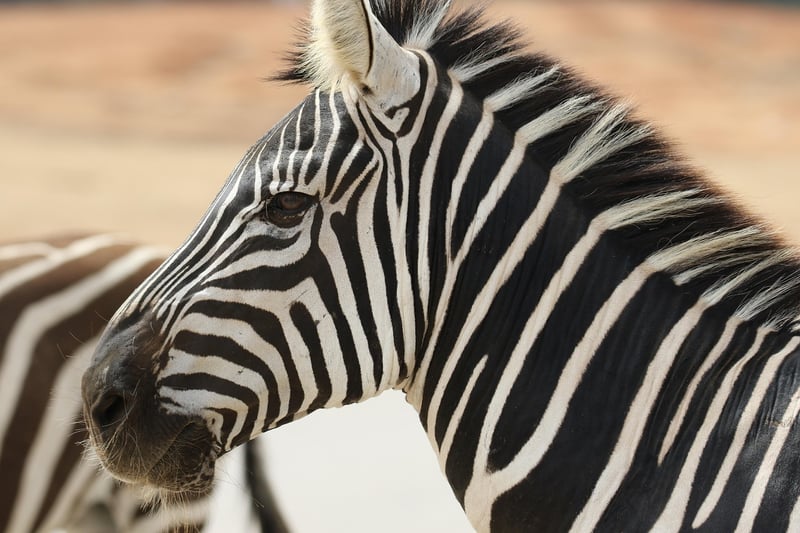 Temporal Safaris